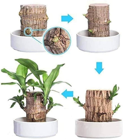 GARDINO Brazilian Lucky Bamboo Live Plant | Good Luck Plant | Lucky Brazil Wood Plant | Healthy Indoor Feng Shui Plant For Home Decor