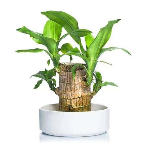GARDINO Brazilian Lucky Bamboo Live Plant | Good Luck Plant | Lucky Brazil Wood Plant | Healthy Indoor Feng Shui Plant For Home Decor