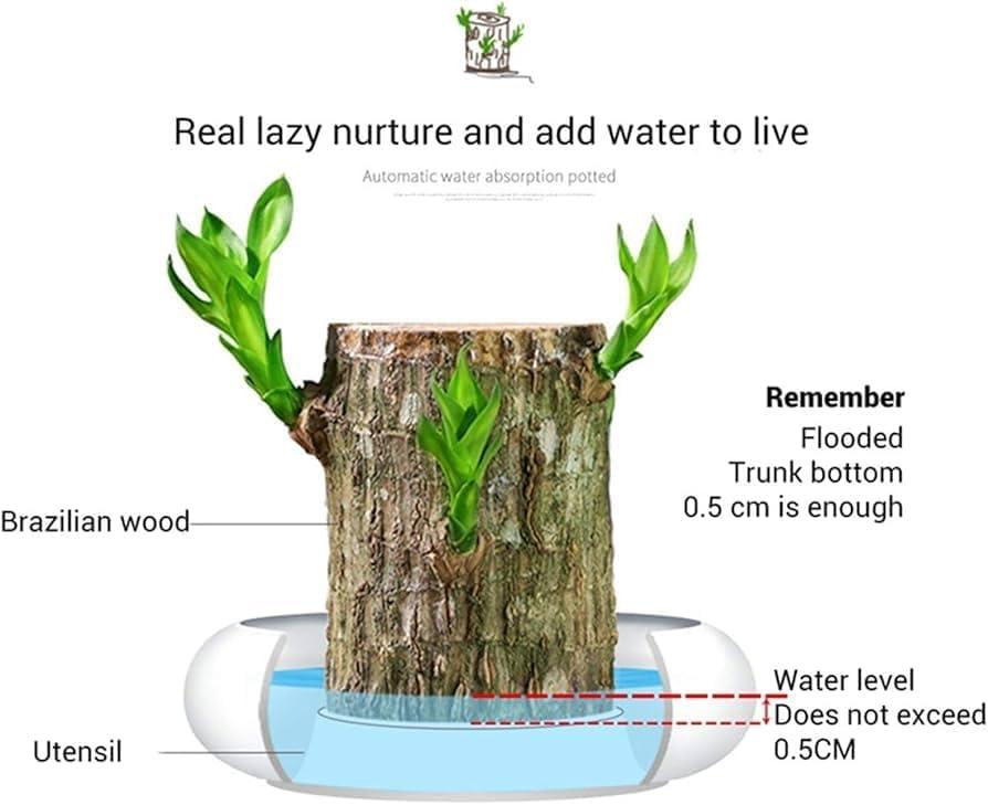 GARDINO Brazilian Lucky Bamboo Live Plant | Good Luck Plant | Lucky Brazil Wood Plant | Healthy Indoor Feng Shui Plant For Home Decor