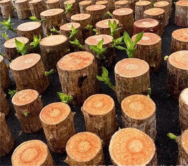 GARDINO Brazilian Lucky Bamboo Live Plant | Good Luck Plant | Lucky Brazil Wood Plant | Healthy Indoor Feng Shui Plant For Home Decor