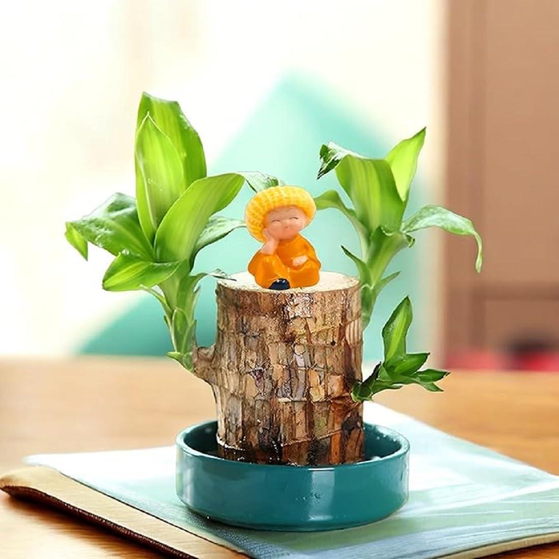 GARDINO Brazilian Lucky Bamboo Live Plant | Good Luck Plant | Lucky Brazil Wood Plant | Healthy Indoor Feng Shui Plant For Home Decor