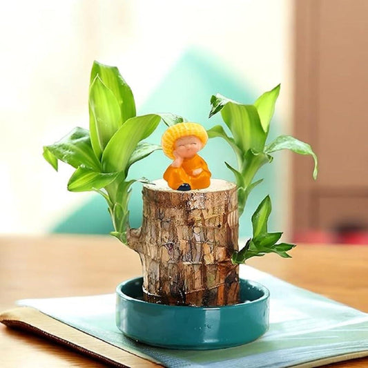 GARDINO Brazilian Lucky Bamboo Live Plant | Good Luck Plant | Lucky Brazil Wood Plant | Healthy Indoor Feng Shui Plant For Home Decor