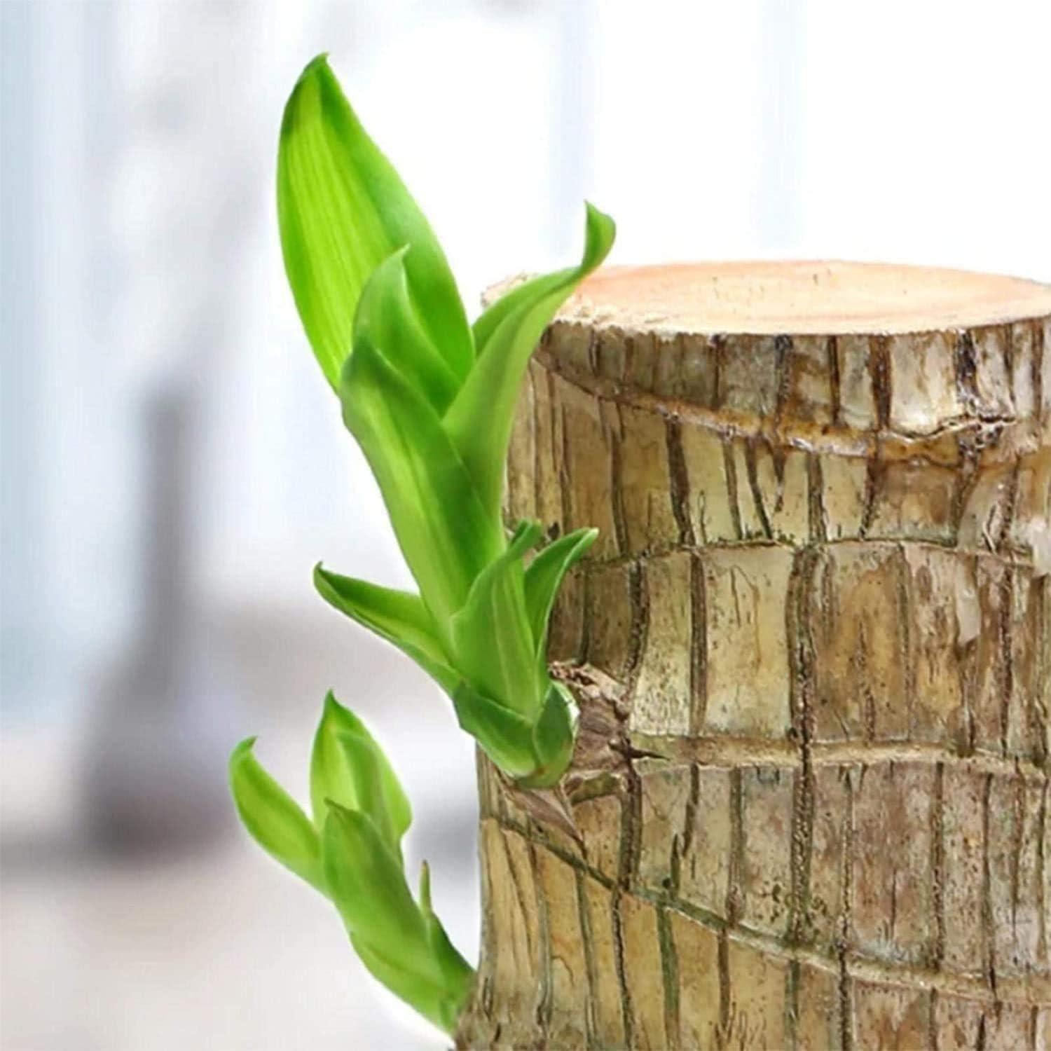 GARDINO Brazilian Lucky Bamboo Live Plant | Good Luck Plant | Lucky Brazil Wood Plant | Healthy Indoor Feng Shui Plant For Home Decor