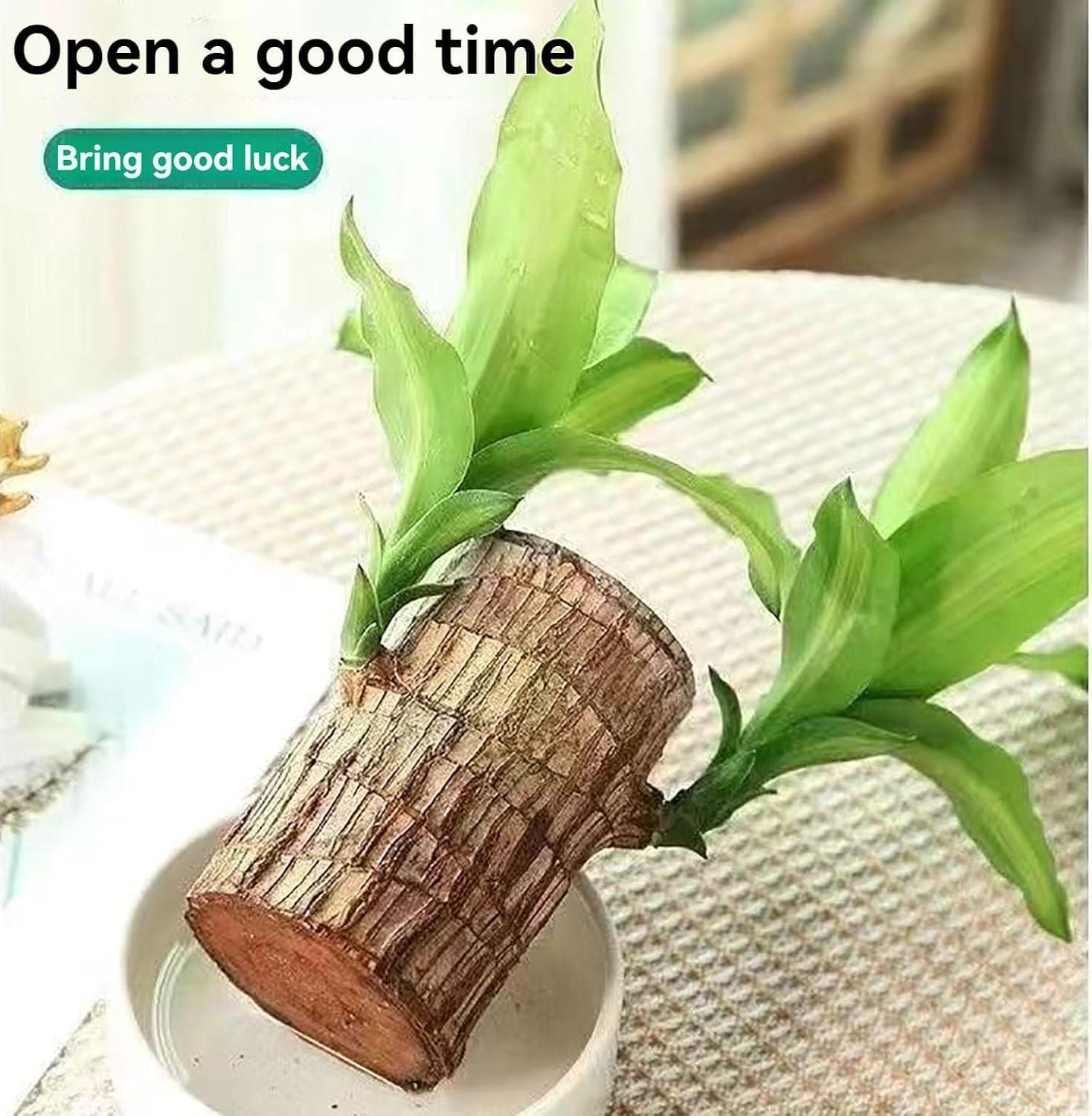 GARDINO Brazilian Lucky Bamboo Live Plant | Good Luck Plant | Lucky Brazil Wood Plant | Healthy Indoor Feng Shui Plant For Home Decor